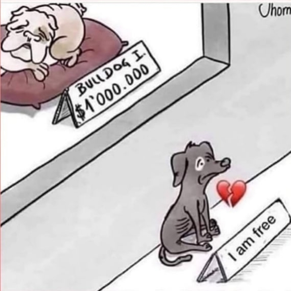 Adopt, don't shop! 💕 - Picture 1 of 5